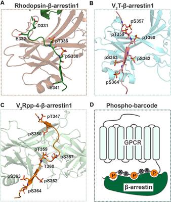 Post-Translational Modifications of G Protein–Coupled Receptors Revealed by Proteomics and Structural Biology